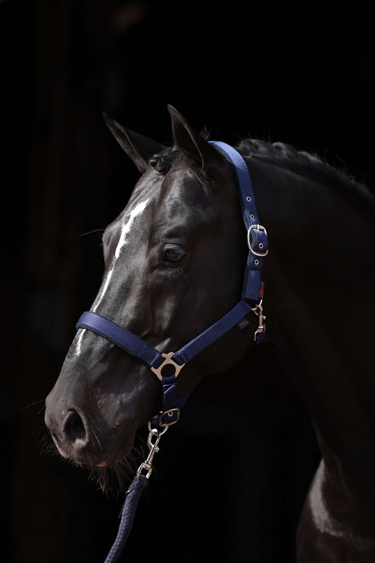 Halfter Dexter mit Fleeceunterlage