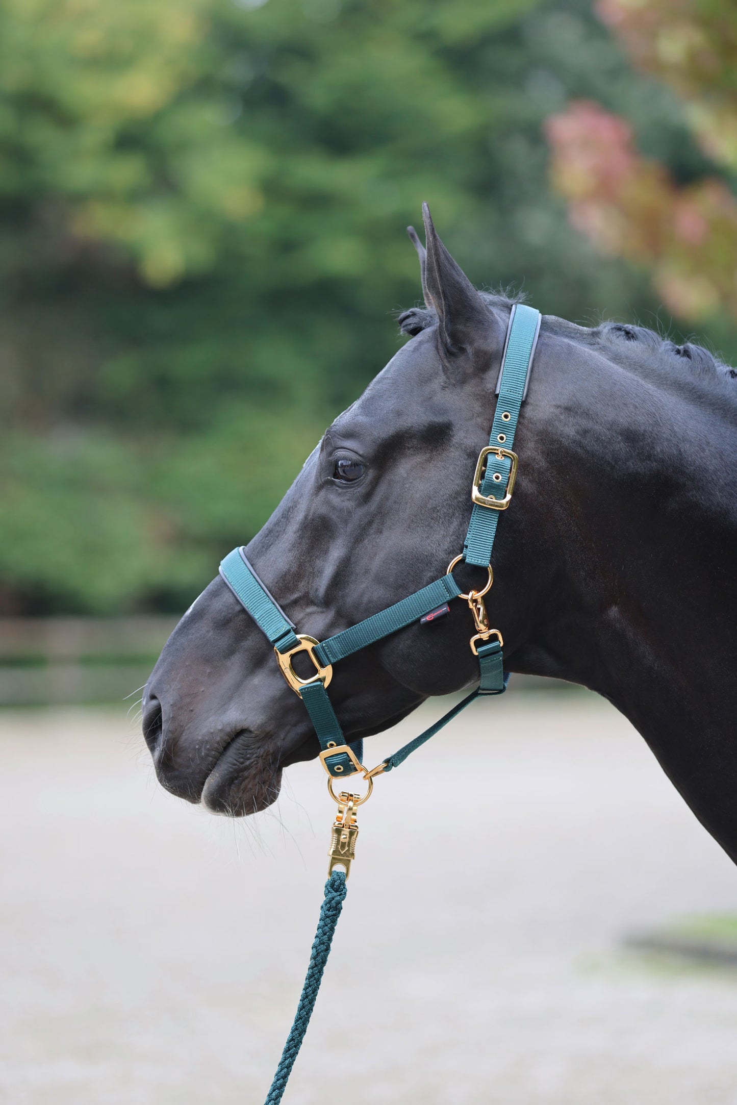 Halfter TopLine