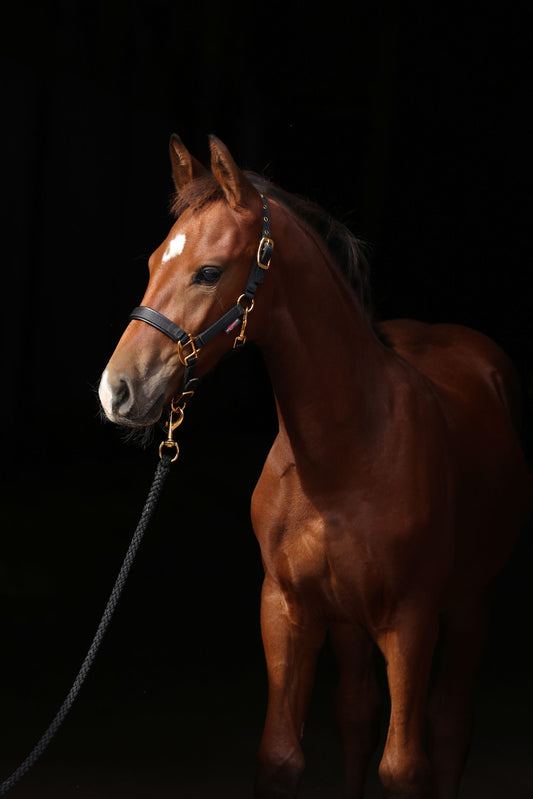 Fohlenhalfter TopLine