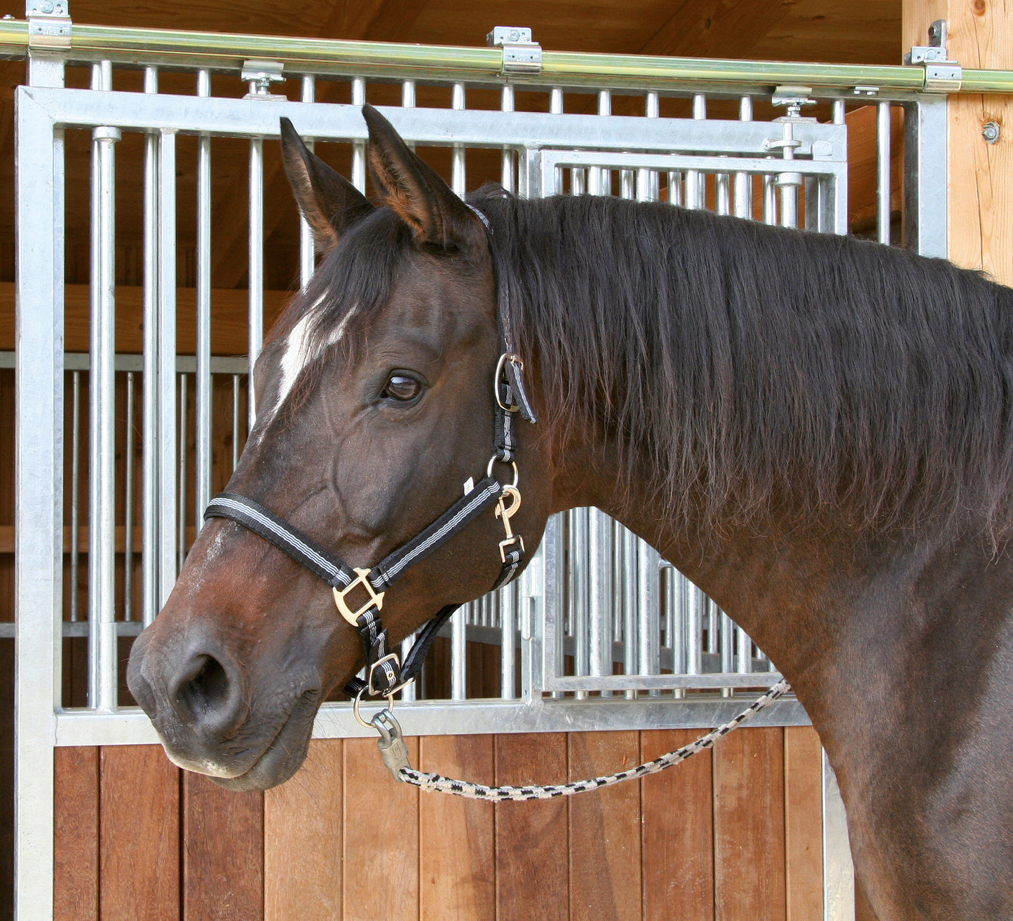 Halfter Mustang