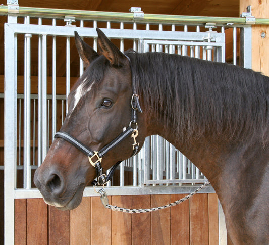Halfter Mustang