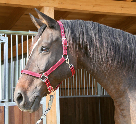 Halfter Mustang